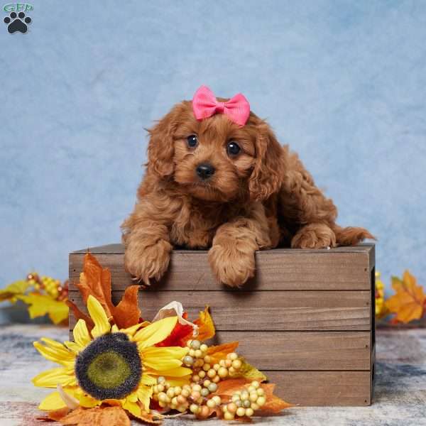 Nova, Cavapoo Puppy